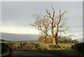 Trees near Mile End Farm