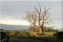 NU0513 : Trees near Mile End Farm by Derek Harper