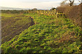 Field edge near Mile End Farm