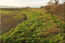 NU0513 : Field edge near Mile End Farm by Derek Harper