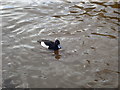 Tufted duck at Cae Ddol lake