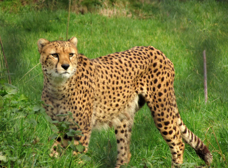 Cheetah, The Wild Place © Derek Harper cc-by-sa/2.0 :: Geograph Britain ...
