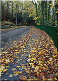 NT4936 : Autumn leaves in the High Road, Galashiels by Walter Baxter