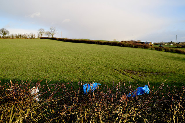 Shreds of plastic bags caught in hedge, Corbally