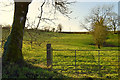 Tree and gate, Corbally