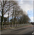 Tree-lined side of Commercial Street, Seven Sisters