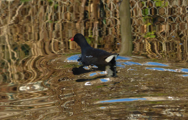Moorhen in the Forth and Clyde Canal at Westerton