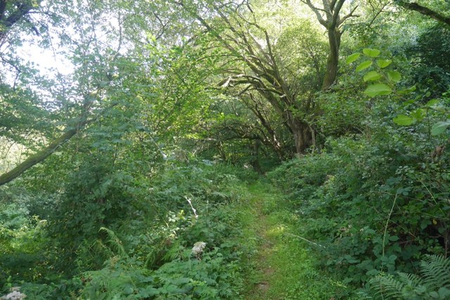 Path through Park Wood