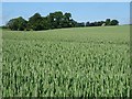 Wheat field near Burnside