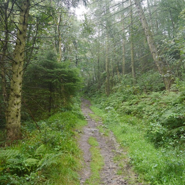 Path in Birch Coppice