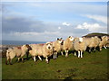 Reception committee on Graig Fawr