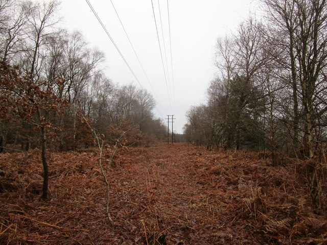 Power line through the woods