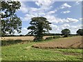 SE5036 : Farmland, Church Fenton by David Robinson