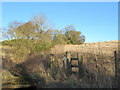 Woodland strip by Lemington in the Scottish Borders