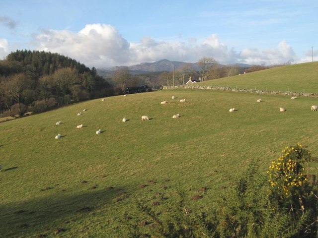 Sheep pasture, Gallt-y-rhŷg