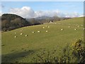 Sheep pasture, Gallt-y-rhŷg