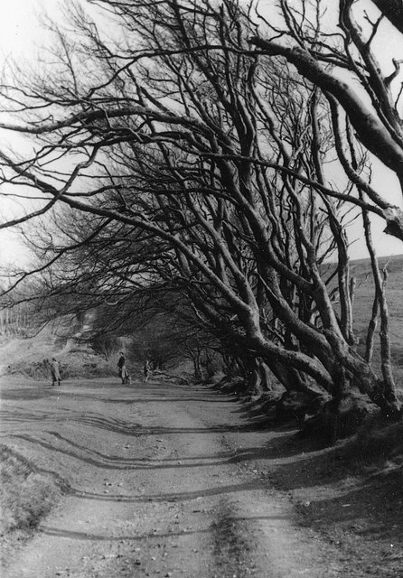 The Drove, Triscombe, 1950