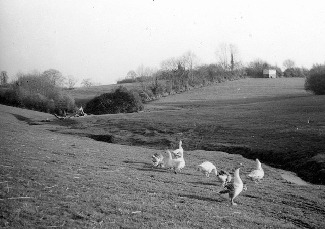 Geese near Forge Cottage, Stogumber, 1950