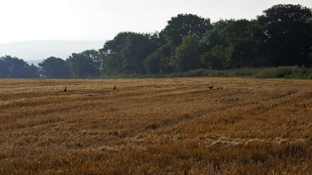 Field at Monturpie