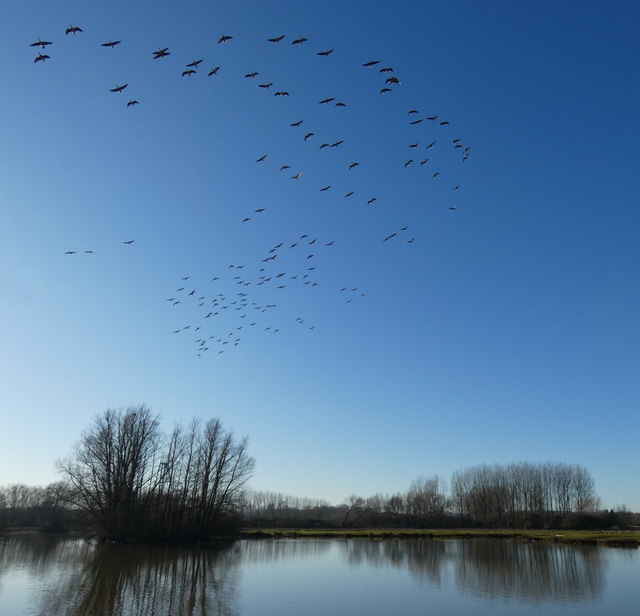 Canada Geese at the Cossington Lakes © Mat Fascione cc-by-sa/2.0 ...