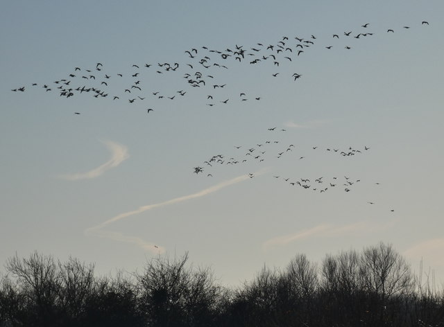 Canada Geese at the Cossington Lakes