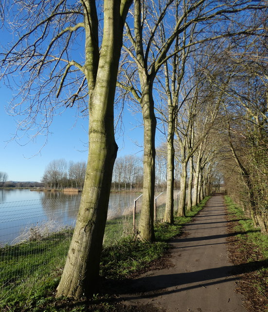 Tree lined path at the Cossington Lakes