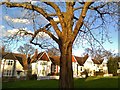 Tree on Village Road, Finchley