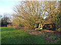 Tree at the eastern corner of the green, Old Knebworth