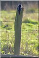 TM0419 : Greater Spotted Woodpecker by Glyn Baker