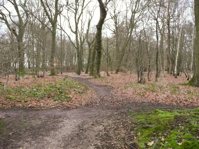 Path in New Wood, Old Knebworth