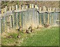 Covey of Red-legged Partridges