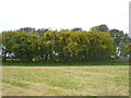 Clawdd Tresi Aur ger Capel Bwlchycorn/Laburnum hedge near Bwlchycorn Chapel