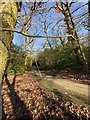 Woodland path and fallen trees