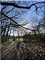 Branches and shadows