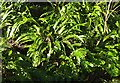 SX9055 : Ferns, Lupton Park by Derek Harper