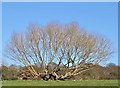 The tree that refused to die