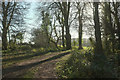 Edge of Barn Copse