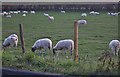 Sheep by Chorley Road, West Wycombe