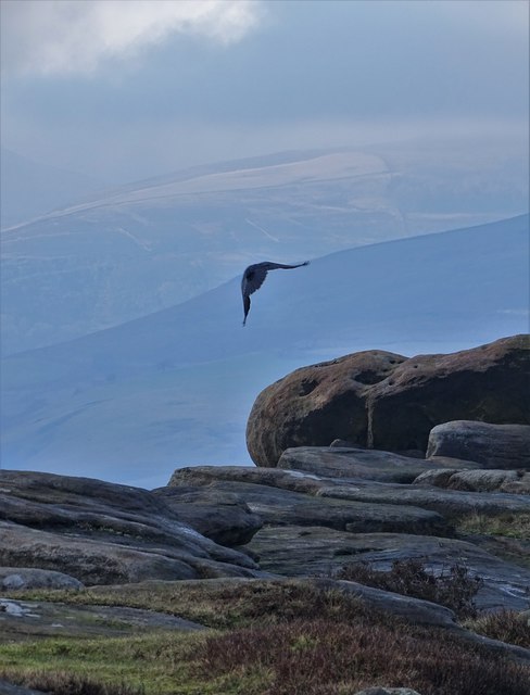 Crow flying from Stanage Edge
