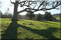 Tree, Lupton Park