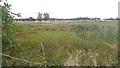 Wetland, Brenkley