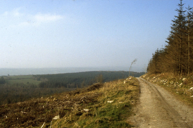 Forest track on Mt Alto near Inistioge, Co Kilkenny