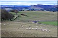 Sheep grazing by the A699 above Selkirk