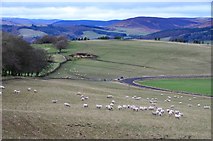 NT4827 : Sheep grazing by the A699 above Selkirk by Jim Barton
