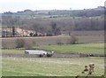 Horses in paddock