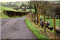 Sheep along Corrashesk Road