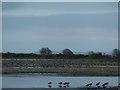 NY0565 : Barnacle geese in Folly field, Caerlaverock Wetland Centre by Christine Johnstone