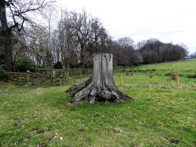 Tree stump beside Tower Wood
