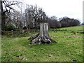 Tree stump beside Tower Wood