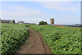 Field of flowering potatoes at Fishtown of Usan